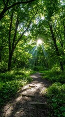 Fototapeta premium Sunlit Forest Path (2)