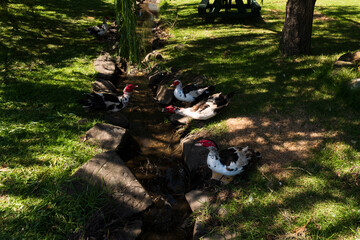 ducks at a stream