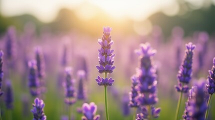 Obraz premium Close-up of vibrant lavender flowers in a sunlit field, with delicate petals and green stems sharply in focus