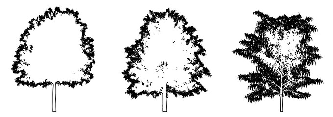 Set or collection of Australian Willow trees as a black line drawing silhouette on white background. Concept or conceptual vector for nature, planet, ecology conservation, strength, endurance and  bea