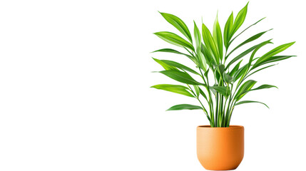 isolated transparent Background. vibrant green plant in orange pot adds fresh touch to any space