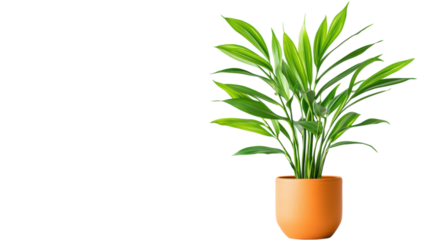 isolated transparent Background. vibrant green plant in orange pot adds fresh touch to any space