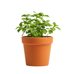 Obraz premium isolated transparent Background. classic terracotta pot with smooth matte finish holds vibrant green plant, adding touch