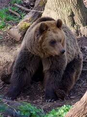 Obraz premium brown bear in the forest