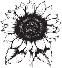 Fototapeta premium Sunflower in black and white with detailed