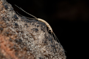 Fauna, insects and spiders from caves of Spain