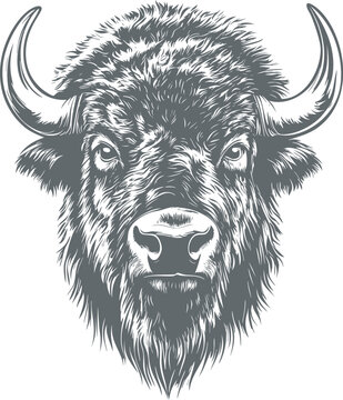 Detailed black and white illustration of a bison with intricate fur texture. Vector illustration
