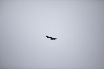 A Western Jackdaw against the grey ocean and sky of Cornwall, UK.