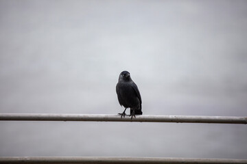 A Western Jackdaw against the grey ocean and sky of Cornwall, UK.