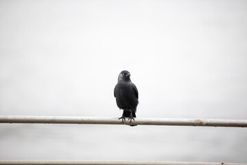 A Western Jackdaw against the grey ocean and sky of Cornwall, UK.