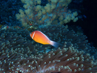 clownfish 
