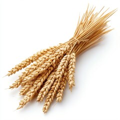 Beautiful Wheat Stalks Bundle with Golden Color on White Background for Agricultural and Culinary Themes