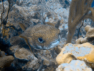 pufferfish © Tonya