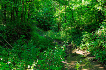 Obraz premium A forest path with a stream running through it