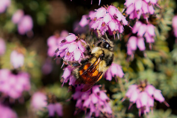 Issaquah WA USA - March 29th 2025: Sunlit Buzz: Bombus melanopygus on a Spring Bloom