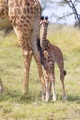 Day old giraffe calf