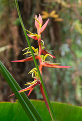 Flower of Expanded Lobsterclaw (lat.- Heliconia latispatha)