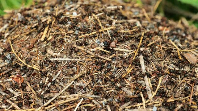 Anthill. Ants moving in an anthill close-up.Crowd, hustle and bustle symbol. Insects in the wild in their natural habitat. 4k footage