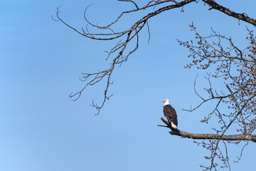 Lone Bald Eagle Perched in Tree