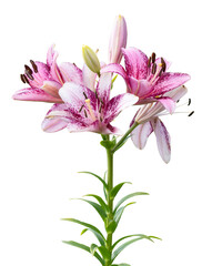 Blooming pink lily flowers isolated on a transparent background