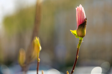 A pink flower with a green stem is in the foreground of the image