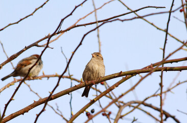 sparrow on a branch