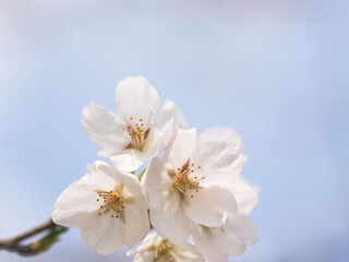 Obraz premium 春 美しい桜の花が咲きました27