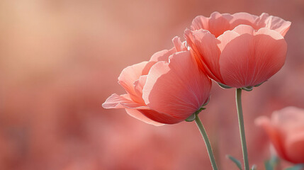 Fototapeta premium A beautiful pink flower blooms gracefully against a soft pastel background symbolizing love femininity grace and renewal evoking feelings of serenity romance and delicate natural beauty