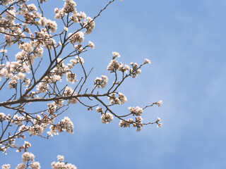 春　美しい桜の花が咲きました06