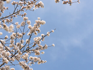 春　美しい桜の花が咲きました05