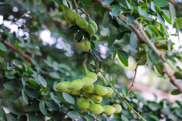 Close-up of Green Tamarind Pods on Tree Branch