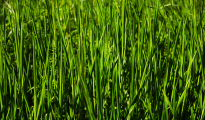 Vibrant green grass blades growing in nature's beauty