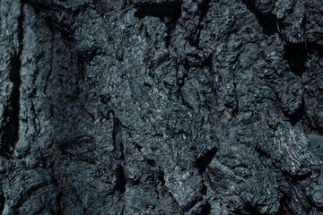 Close up of burnt tree bark showing texture and damage from wildfire