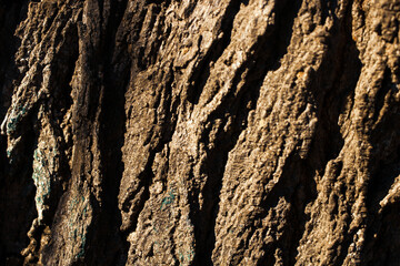 Sunlight filtering through deep fissures of aged tree bark texture