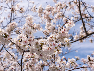 春　美しい桜の花が咲きました45