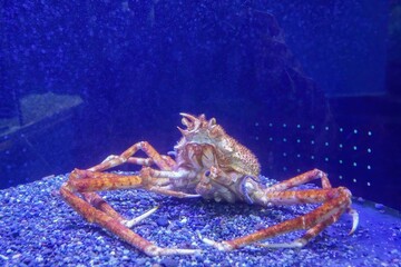 水槽の中で元気に生きるタカアシガニ