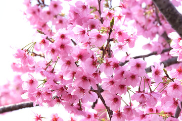 ピンクの桜