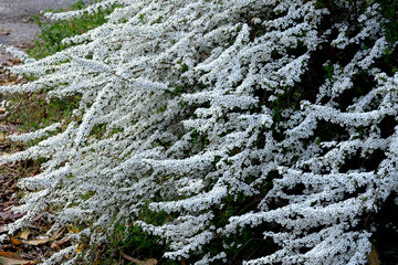ハクチョウゲの白くて小さい花