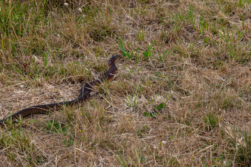 snake in the grass