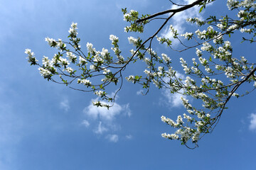 青空とリキュウバイ