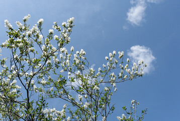 青空とリキュウバイ