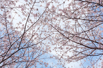 青空と桜