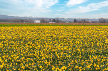 These fields of daffodils are located near La Conner in Washington's Skagit Valley, just over an hour away from Seattle which makes it the perfect day trip. Soon the tulips will be in full bloom.