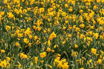 Obraz premium These fields of daffodils are located near La Conner in Washington's Skagit Valley, just over an hour away from Seattle which makes it the perfect day trip. Soon the tulips will be in full bloom.