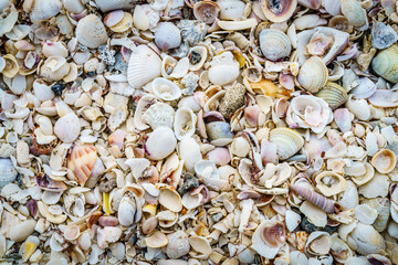 Seashells background