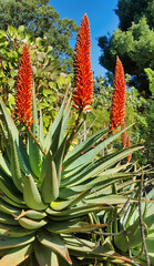 Obraz premium Vibrant Aloe Vera plant in Full Bloom