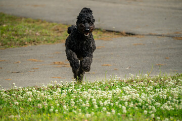 Springing into Spring