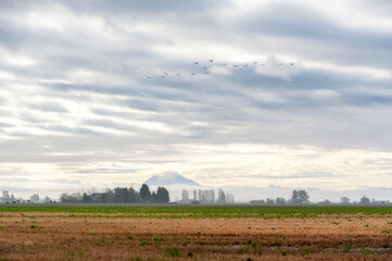 Trumpeter swans flying north on their annual spring migration route to Alaska and Canada. The Skagit Valley supports the largest concentration of wintering Trumpeter Swans in North America.