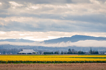 These fields of daffodils are located near La Conner in Washington's Skagit Valley, just over an hour away from Seattle which makes it the perfect day trip. Soon the tulips will be in full bloom.