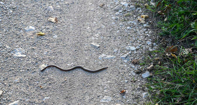 Common slow worm on the ground. Lizard in nature. Blindworm.